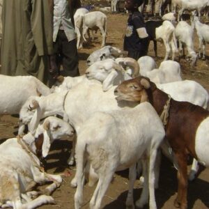 Sheep for West African Pastor