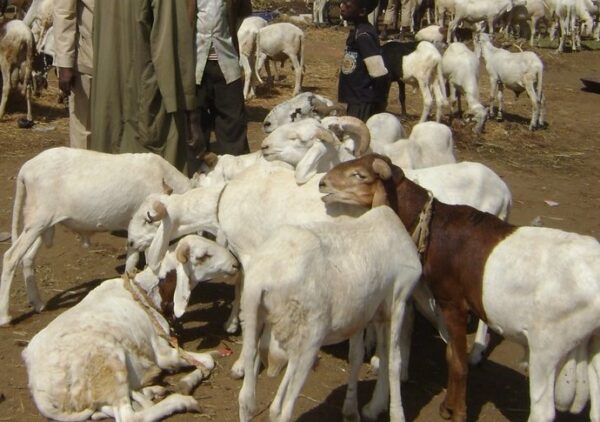 Sheep for West African Pastor