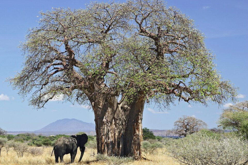 Baobab tree with an elephant